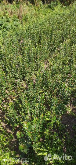 Кизильник блестящий для живой изгороди