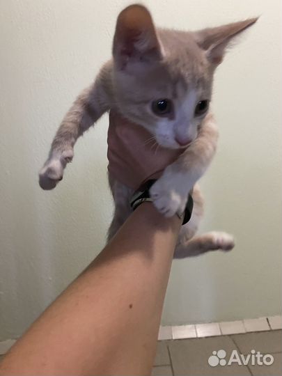 Котенок в добрые руки