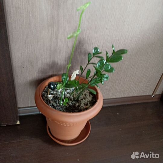 Растения для флорариума