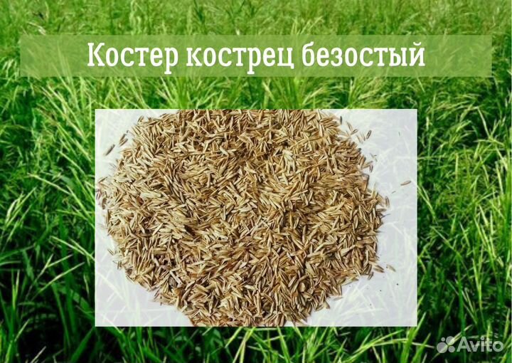 Семена Костер Кострец Безостый Под Заказ 25 кг