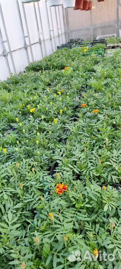 Овощная и Цветочная рассада