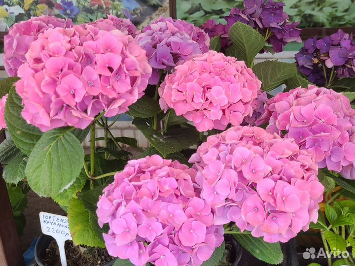 Рассада однолетних и многолетних растений