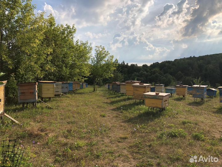 Ульи с пчелами. Сильные семьи пчёл