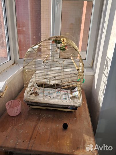 Попугаи неразлучники