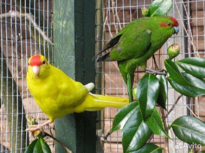 Попугайчики какарики