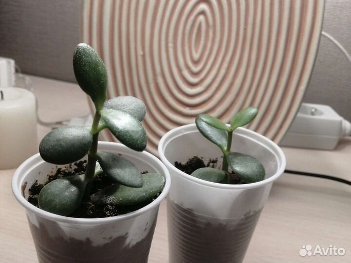 Толстянка (денежное дерево)