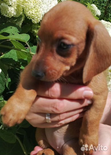 Таксята ждут любящих хозяев