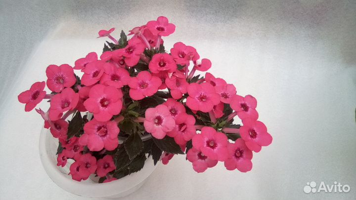 Ахименесы
