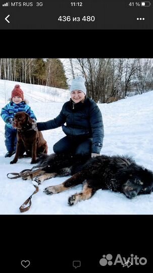 Выгул собак