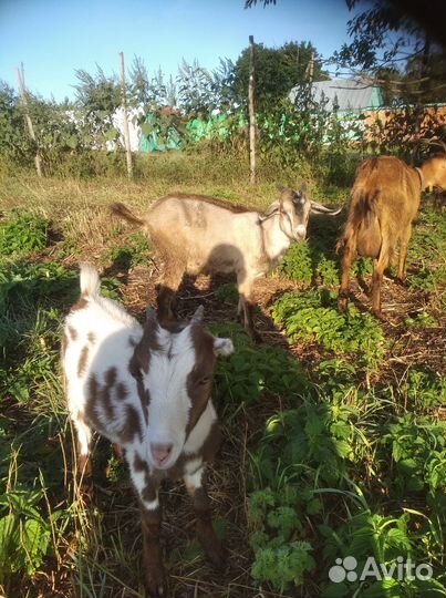 С/х животные