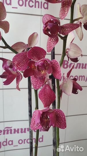 Орхидея Фаленопсис Кимоно Пелорик Трилипс