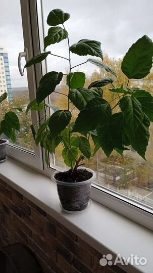 Гибискус китайская роза