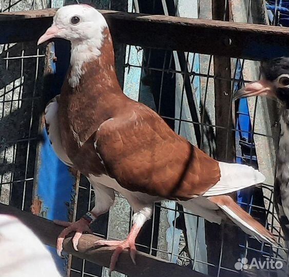 Продам бойных голубей