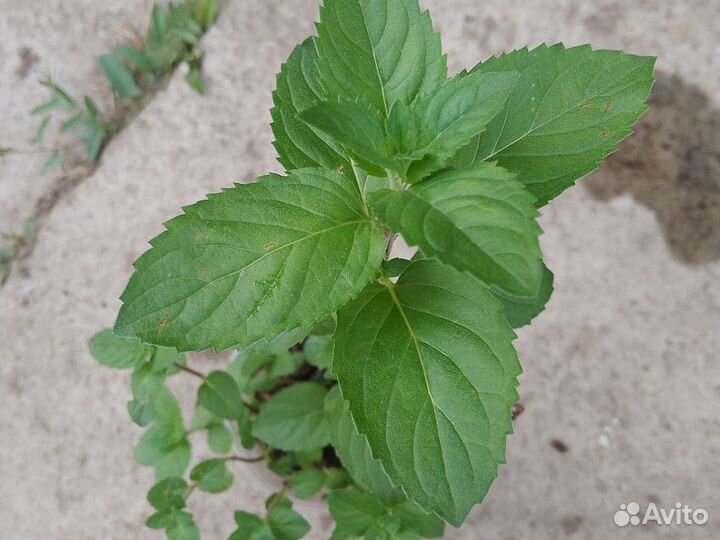 Мята разные сорта