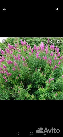 Спирея Билларда