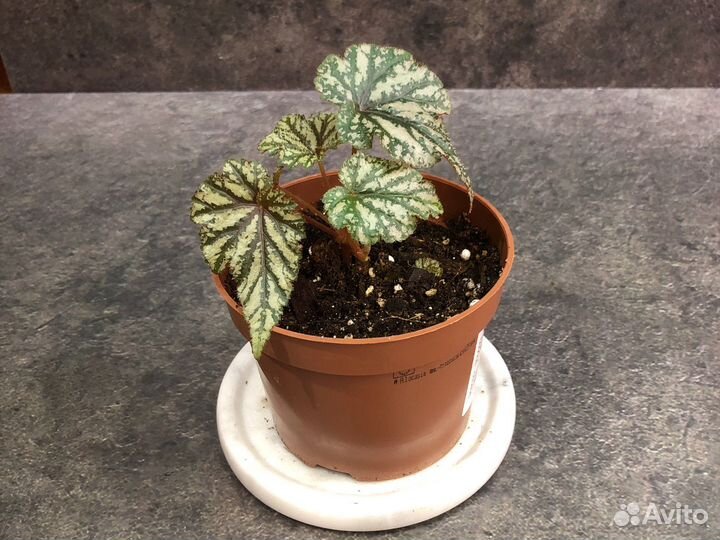 Бегония Грифон