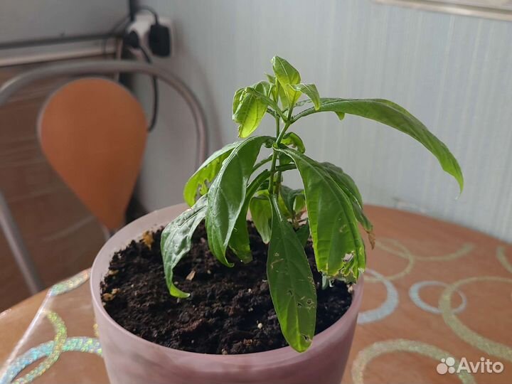 Пахистахис