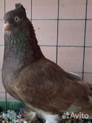 Продажа голубей