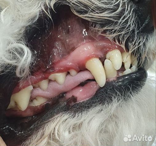 Ультразвуковая чистка зубов для собак