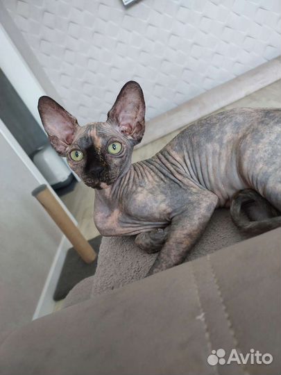 Канадский сфинкс девочка