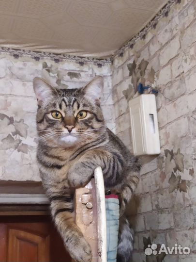 Коты для вязки