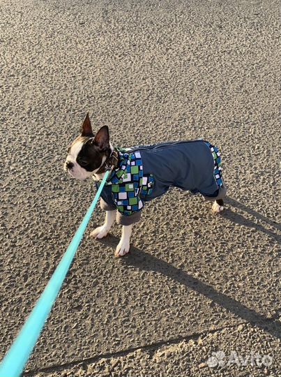 Зимний комбез для собаки