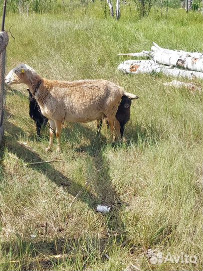 Овцы с ягнятами