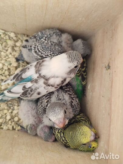 Волнистый попугай