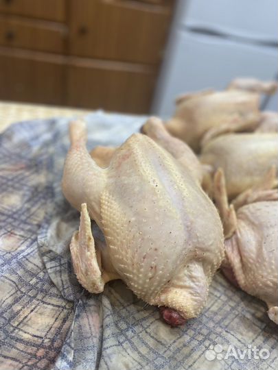 Мясо цыпленка бройлера