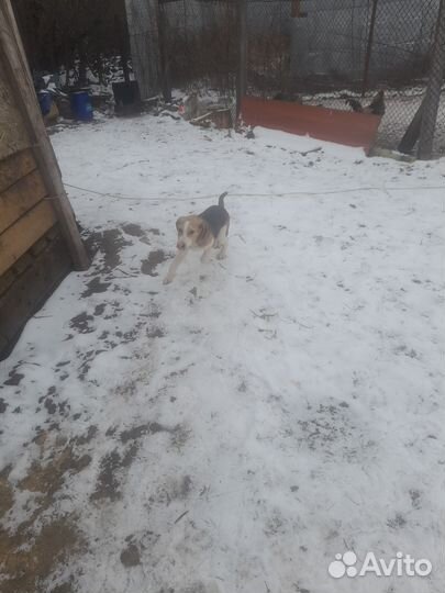 Русская пегая