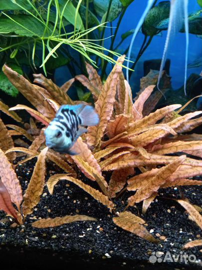 Рыбки и растения