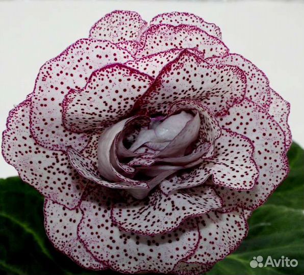 Глоксиния. Детки