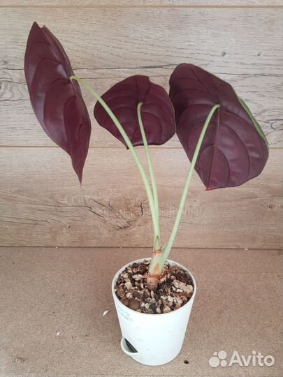 Цветы домашние в горшках