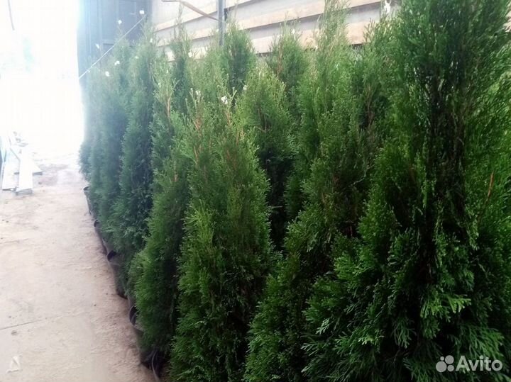 Туя Смарагд 100-120см