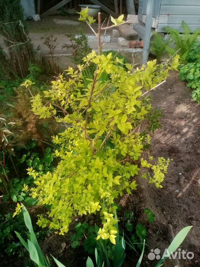 Хоста,астильба,спирея,дицентра,бодан