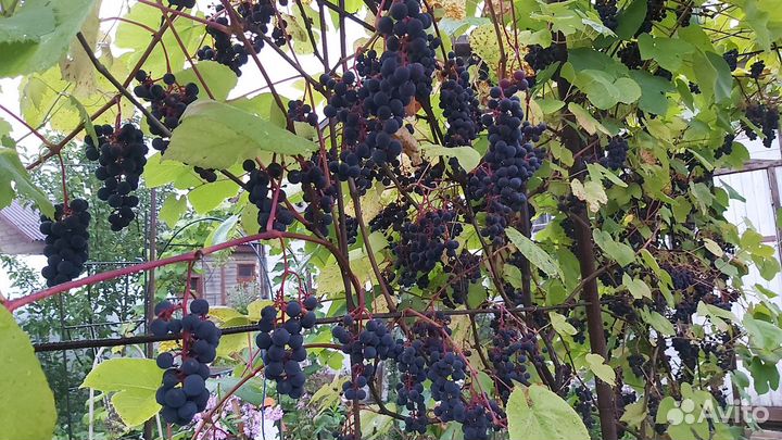Саженцы винограда элитных сортов для Лен. области