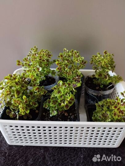 Колеус декоративные растения