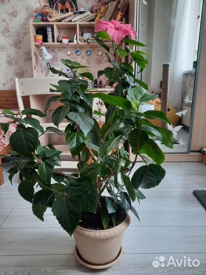 Сортовые гибискусы