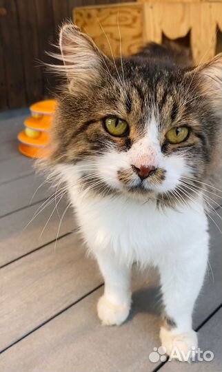 Добрый, спокойный, интеллигентный кот