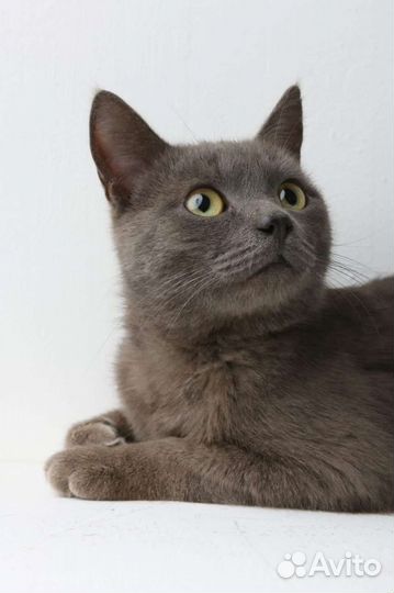 Кот в добрые руки