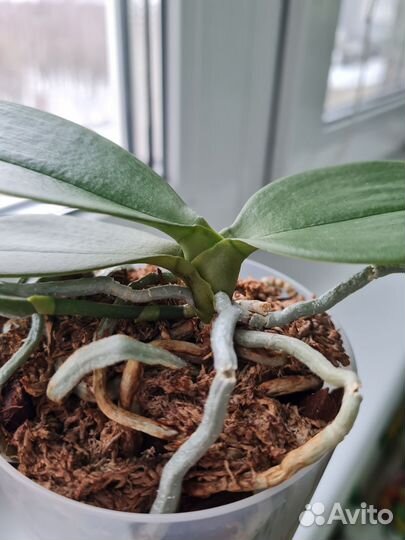 Орхидея Мини Марк