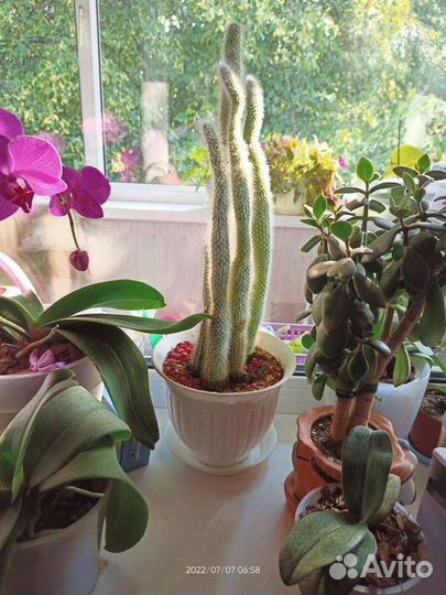 Отдам за большую шоколадку алёнка)