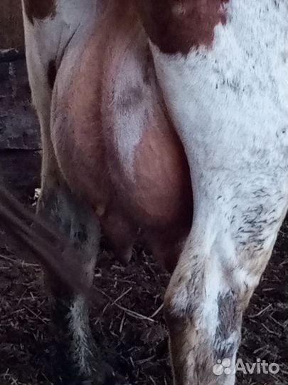 Коровы дойные молочные