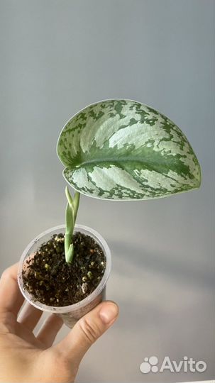 Сциндапсус комнатные растения