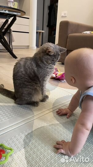 Кошка в добрые руки