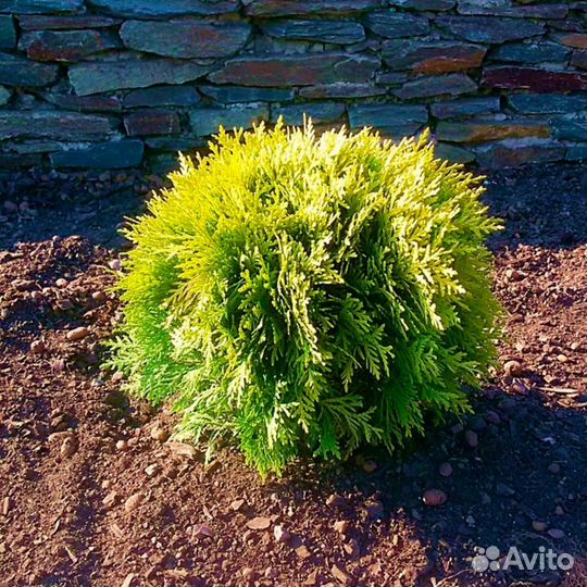 Туя Шаровидная