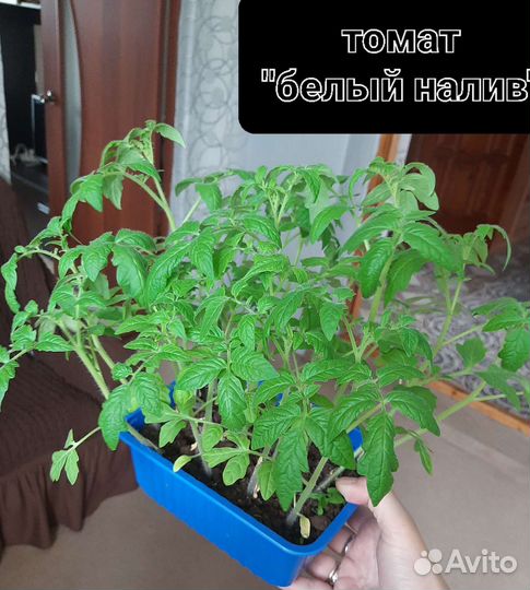 Рассада помидор