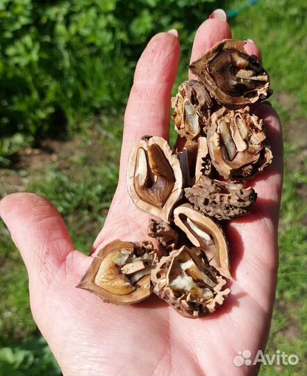 Манчжурский орех