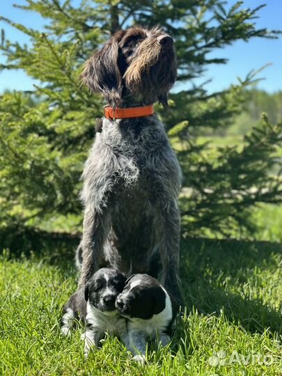 Щенки дратхаара в добрые руки