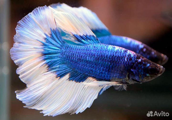 Петушок сиамский Супер Дельта (Betta Super Delta)